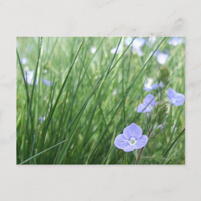 Carte postale Flower Meadow (Devant)