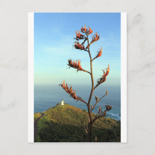 Carte Postale Flower New Zealand flax Cape Reinga