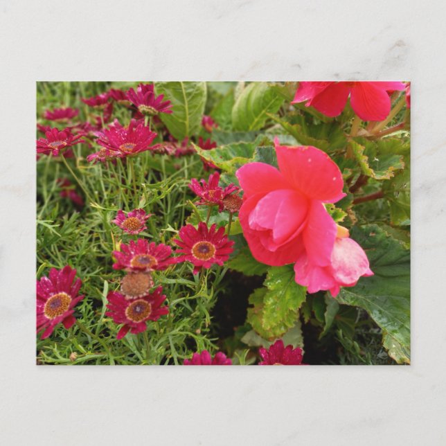 Carte Postale Flower Power (Devant)