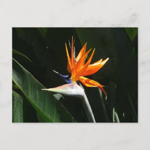Carte Postale Flower tropical orange paradise