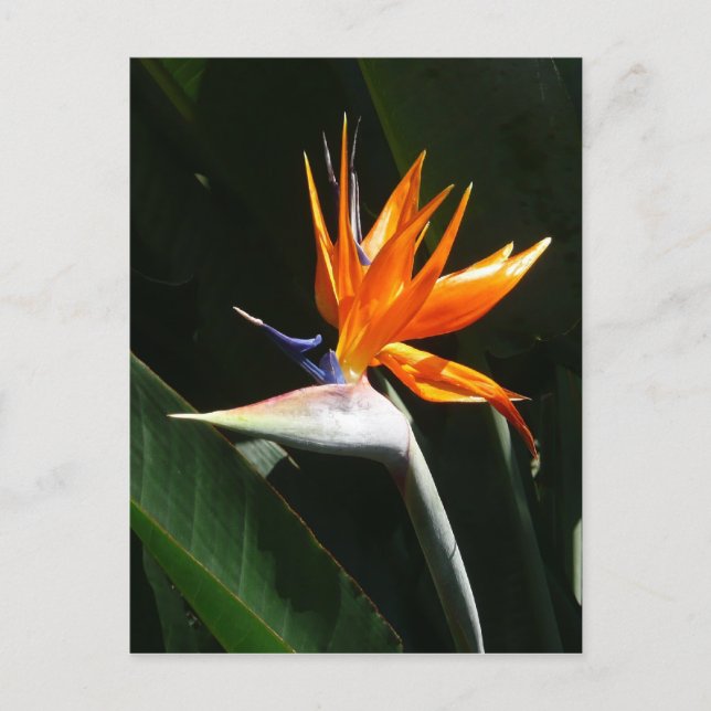 Carte Postale Flower tropical orange paradise (Devant)