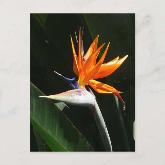 Carte Postale Flower tropical orange paradise (Devant)