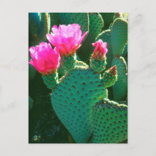 Carte Postale Flowers de Beavertail