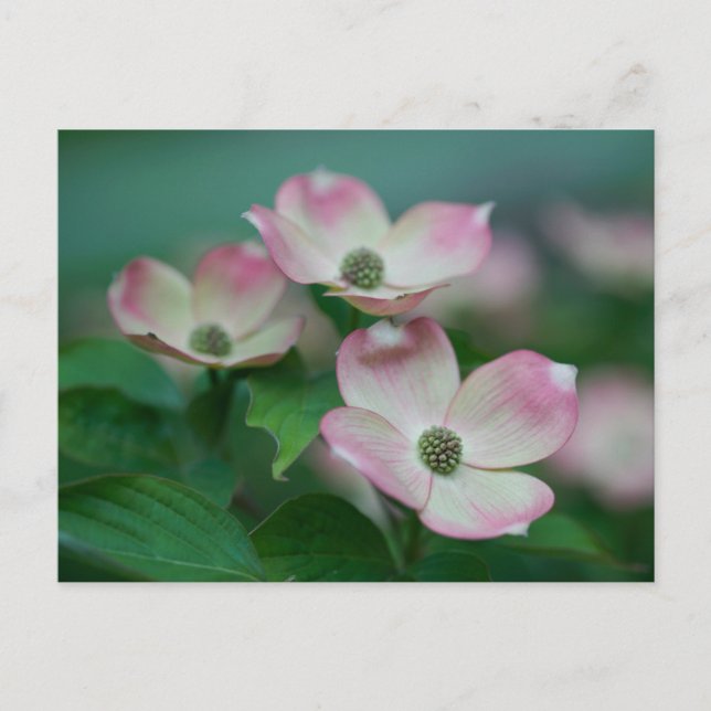 Carte Postale Flowers (homonymie) | Blossoms de Dogwood (Devant)