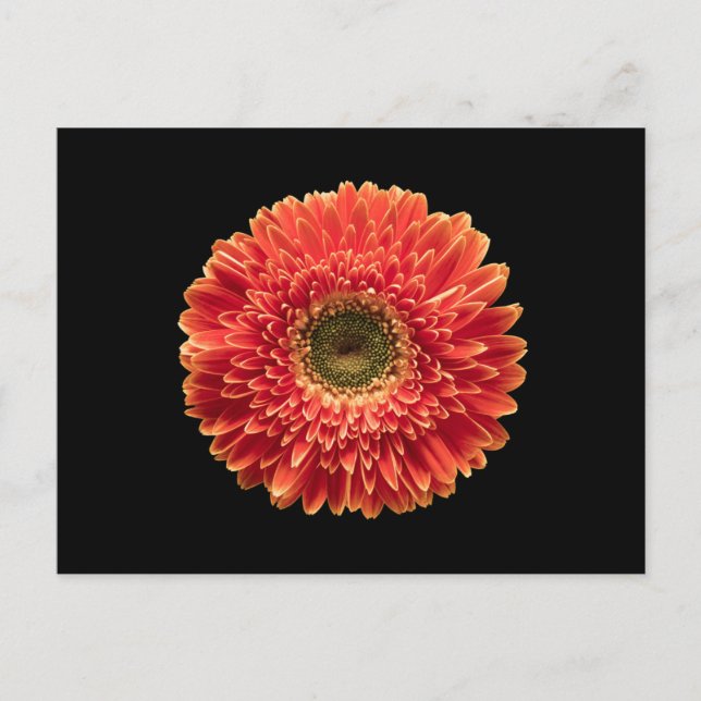 Carte Postale Flowers | Orange Gerbera Daisy (Devant)