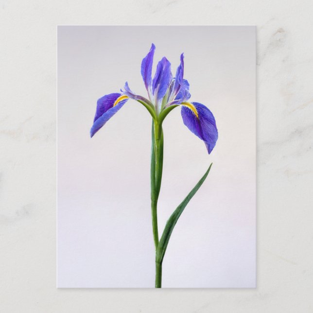 Carte Postale Flowers | Purple Iris Flower (Devant)