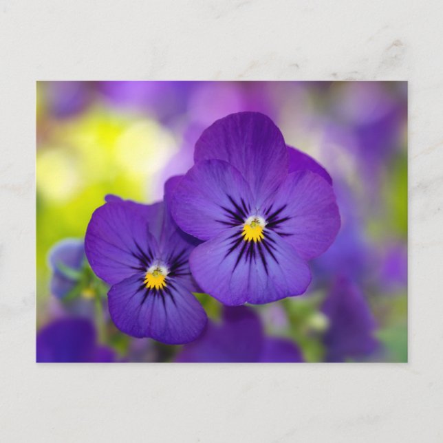 Carte Postale Flowers | Purple Pansies (Devant)