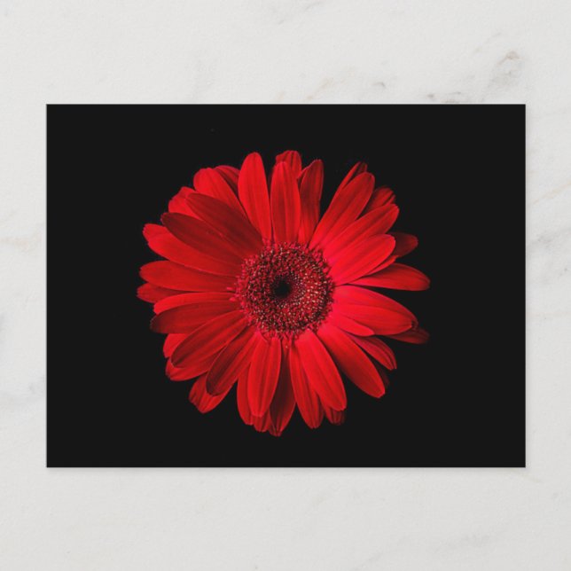 Carte Postale Flowers | Red Gerbera Daisy (Devant)