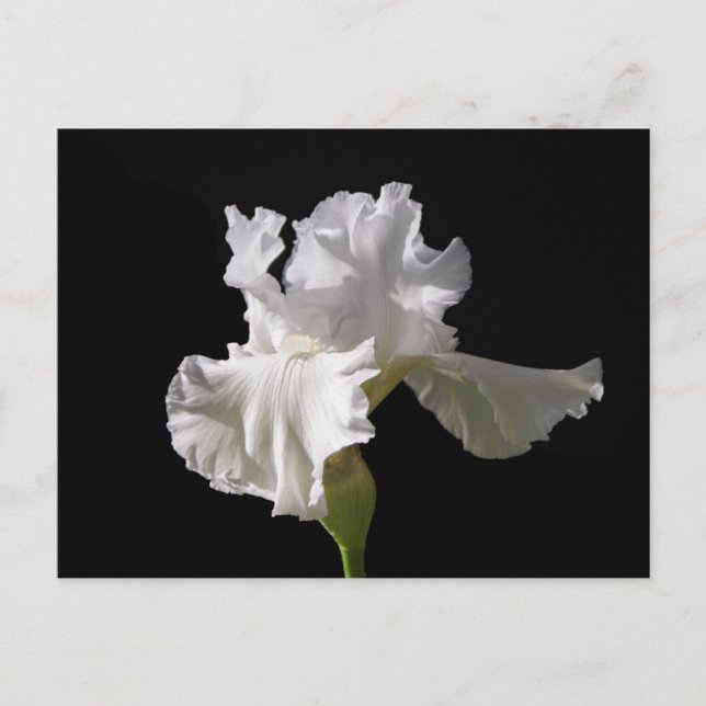 Carte Postale Flowers | White Iris (Devant)