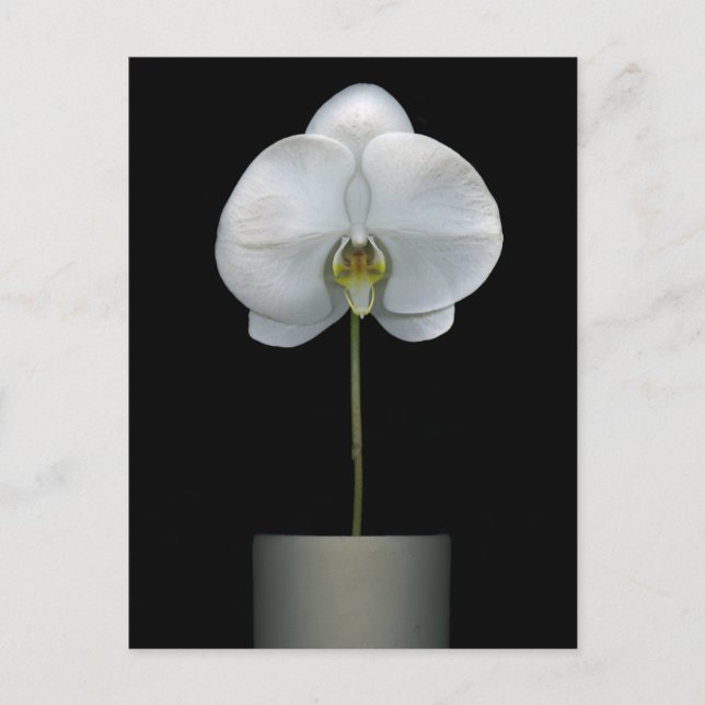 Carte Postale Flowers | White Orchid Flower (Devant)