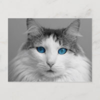 Fluffy Gris et Blanc Bleu-Eyed Chat