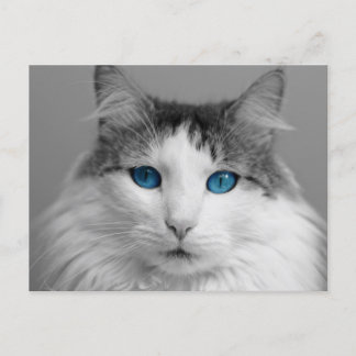 Carte Postale Fluffy Gris et Blanc Bleu-Eyed Chat