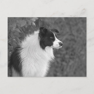 Carte Postale Fluffy noir blanc joli chien Collie