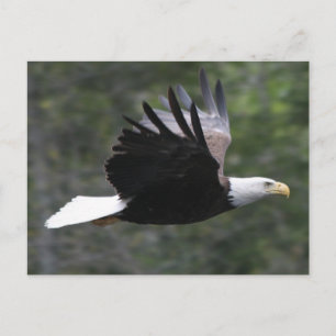 Carte Postale Flying Bald Eagle