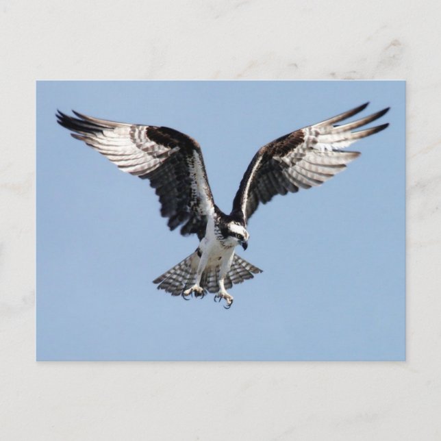 Carte Postale Flying Osprey (Devant)