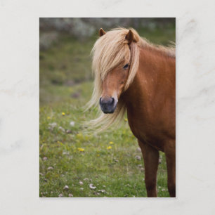 Carte Postale Foal