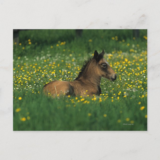 Carte Postale Foal allongé dans les fleurs (Devant)