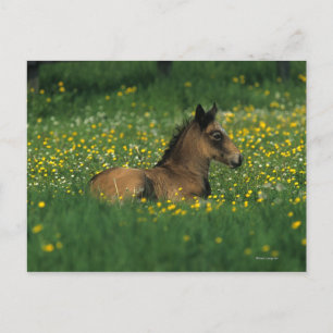 Carte Postale Foal allongé dans les fleurs