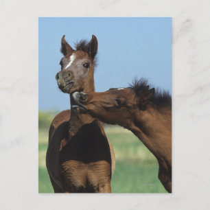Carte Postale Foals Jouer 2