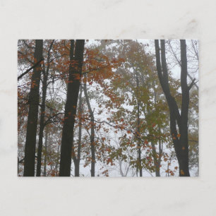 Carte Postale Foggy Fall en Pennsylvanie Automne Nature