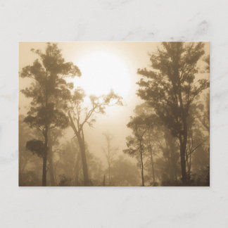 Carte Postale Foggy Forest Sepia - Postcard