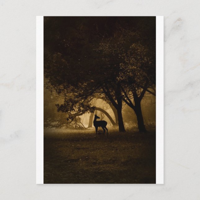 Carte Postale Foggy Morning (Devant)