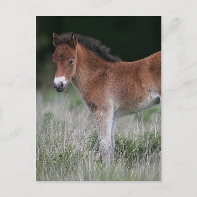 Carte Postale Foie debout (Devant)