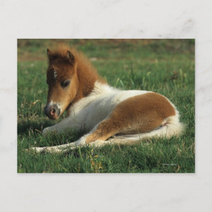 Carte Postale Foie Miniature Pointé