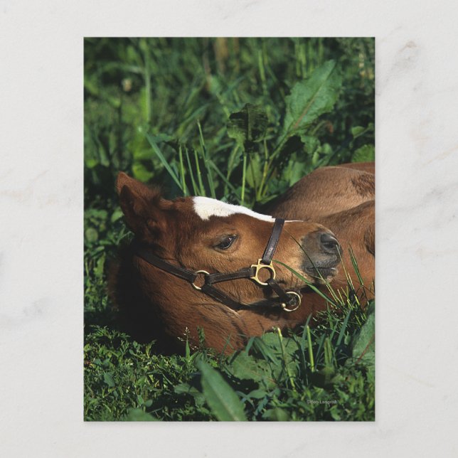 Carte Postale Foie Thoroughbred allongé (Devant)