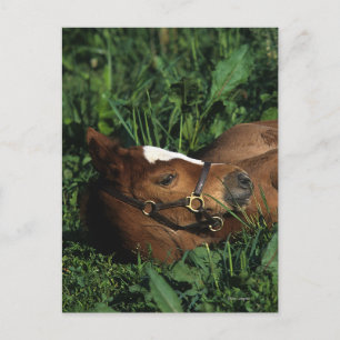 Carte Postale Foie Thoroughbred allongé