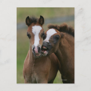 Carte Postale Foies jouant