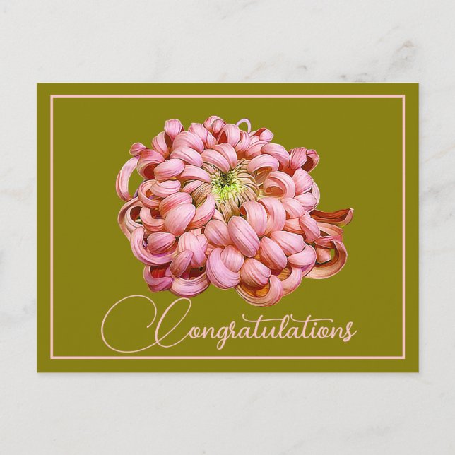 Carte Postale Fond de Chrysanthème Rose Olive Félicitations (Devant)