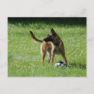 Carte Postale Football Malinois