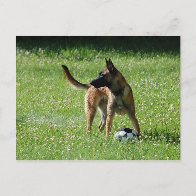 Carte Postale Football Malinois (Devant)