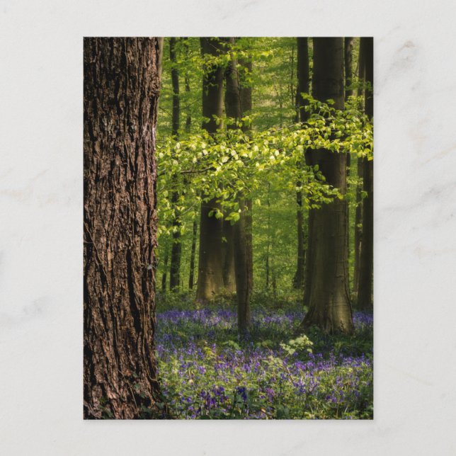 Carte Postale Forest | Bluebells en Belgique (Devant)