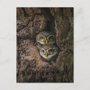 Carte Postale Forest   Deux Owls Looking
