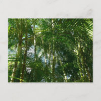 Forest of Palm Trees Tropical Nature