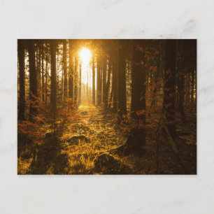 Carte Postale Forêt à l'automne Baden Württemberg, Allemagne