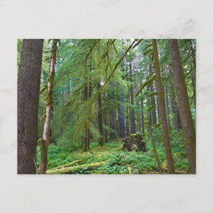 Carte Postale Forêt ancienne