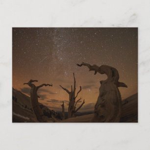 Carte Postale Forêt ancienne de pins à Bristlecone   Californie