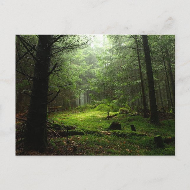 Carte Postale Forêt | Auvergne France (Devant)