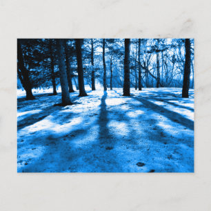 Carte Postale Forêt bleue arbres ombres et lumière