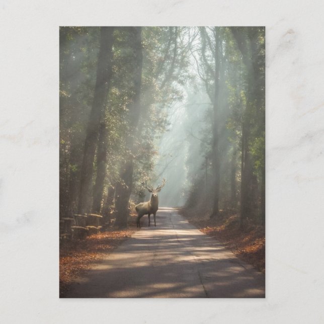 Carte Postale Forêt | Bois (Devant)