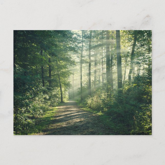 Carte Postale Forêt | Chemin forestier Hambourg Allemagne (Devant)