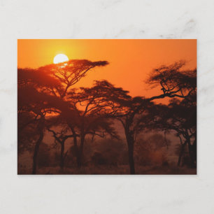 Carte Postale Forêt d'acacia en silhouette au coucher du soleil,
