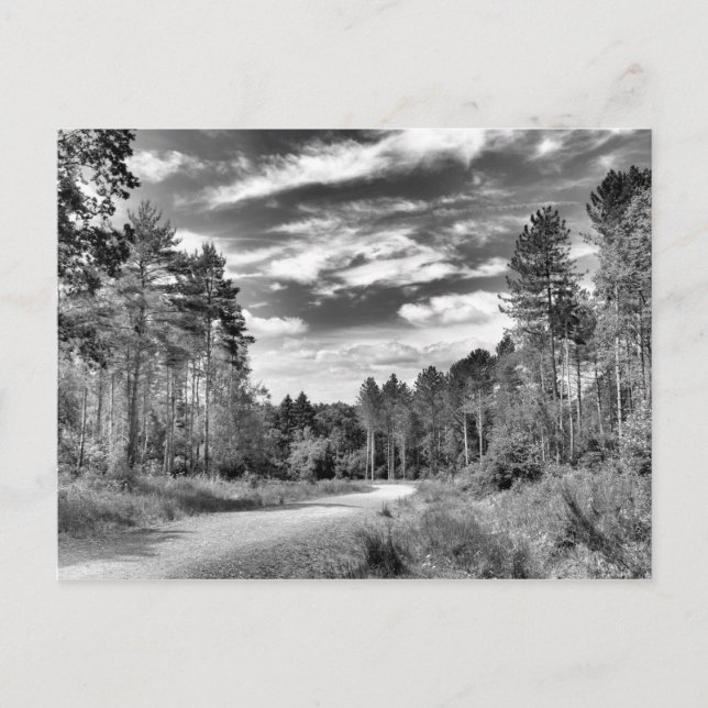 Carte Postale Forêt d'argent (Devant)