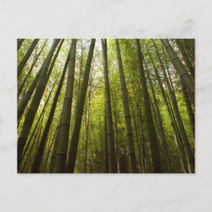 Carte Postale Forêt de bambou : Sagano, Kyoto