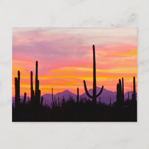 Carte Postale Forêt de Cactus du Saguaro au coucher du soleil