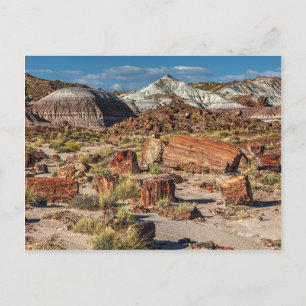 Carte Postale Forêt de Jasper