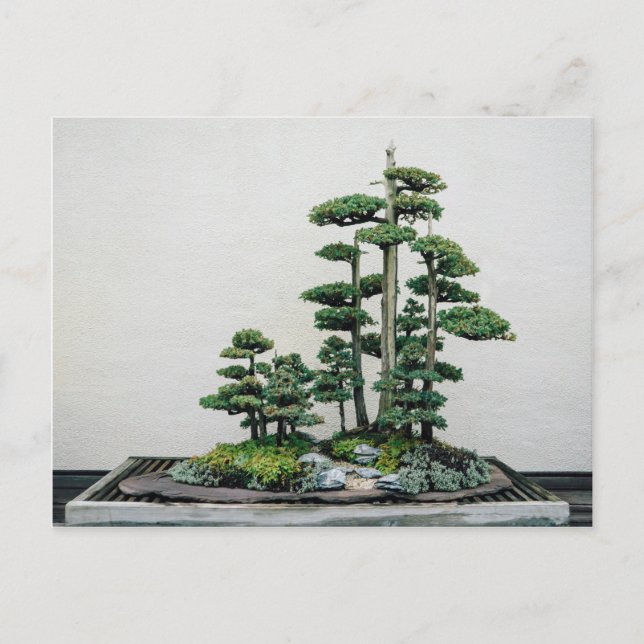 Carte Postale Forêt de Juniper Bonsai (Devant)